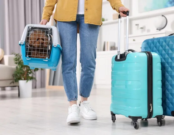 ¿Qué necesito para que mi perro pueda viajar en avión?